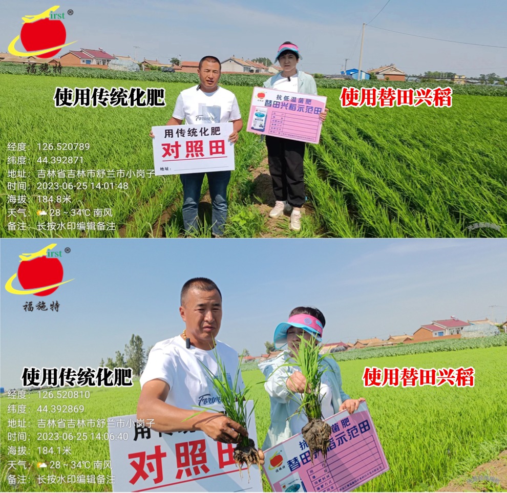 2023.06.25水稻使用插秧后使用替田兴稻与使用传统化肥的田间长势与根系对比.jpg